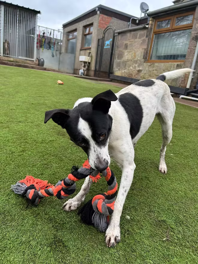 Roxy, a 15 years old female Staffordshire Bull Terrier X Collie available for adoption from Northumberland Dog Rescue in Northumberland