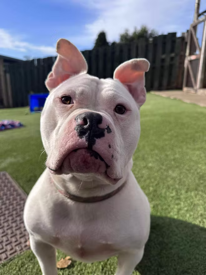 Jessie, a 3 years old female Staffordshire Bull Terrier X Pocket Bully available for adoption from Northumberland Dog Rescue in Northumberland