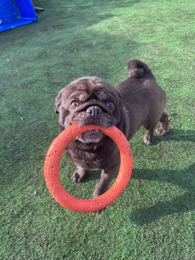 Frankie, a 4 years old male Pug available for adoption from Northumberland Dog Rescue in Northumberland