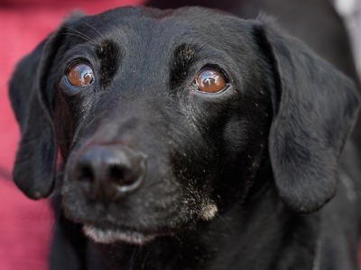 Lucy, a 11 years old female Dachshund available for adoption from Oldies Club in Scotland