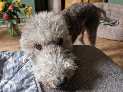 Ollie, a 11 years old male Bedlington Terrier available for adoption from Oldies Club in Lincolnshire