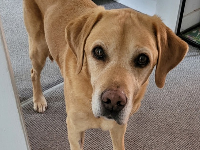 Digger, a 13 years old male Labrador available for adoption from Oldies Club in Wiltshire