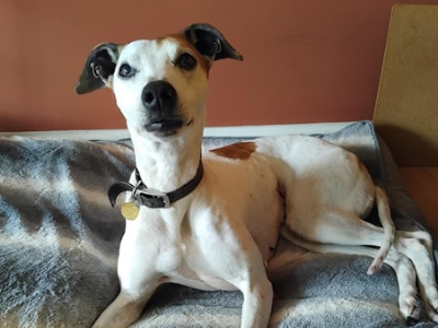 Blue - Snoozy, a 11 years old female Lurcher available for adoption from Oldies Club in North Yorkshire