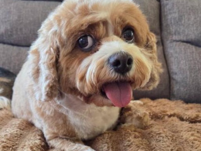 Winnie, a 9 years old female Poodle available for adoption from Oldies Club in Kent