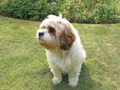 Dylan, a 12 years old male Lhasa Apso available for adoption from Oldies Club in Norfolk
