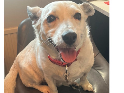 Jilly, a 12 years old female Jack Russell Terrier available for adoption from Oldies Club in Greater London