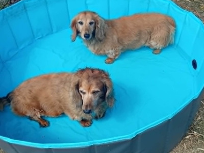 Milly and Chloe, a 12 years old female Dachshund available for adoption from Oldies Club in Devon