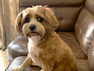 Winnie, a 9 years old female Poodle available for adoption from Oldies Club in Kent
