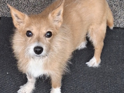 Miss Jerry, a 13 years old female Chihuahua available for adoption from Oldies Club in Wiltshire