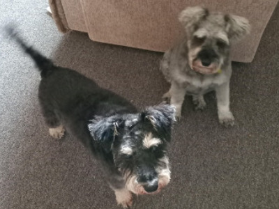 Jack and Poppy, a 9 years old male Miniature Schnauzer available for adoption from Oldies Club in Bedfordshire