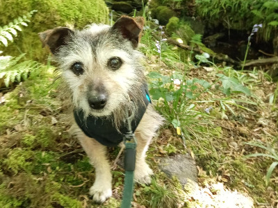 Beau, a 13 years old male Jack Russell Terrier available for adoption from Oldies Club in Derbyshire
