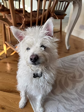 Billy, a 6 years old male Jack Russell Terrier X Poodle available for adoption from One Wish Dog Foundation in Oxfordshire