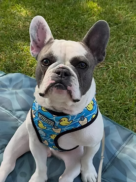 Freddie, a 3 years old male French Bulldog available for adoption from One Wish Dog Foundation in Oxfordshire