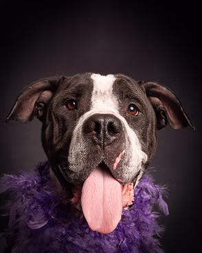 Tally, a 6 years old female American Bulldog available for adoption from One Wish Dog Foundation in Oxfordshire