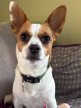 Molly, a 4 years old female Jack Russell Terrier X Chihuahua available for adoption from One Wish Dog Foundation in Oxfordshire