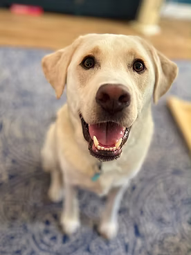 Jeff, a 3 years old male Labrador available for adoption from One Wish Dog Foundation in Oxfordshire