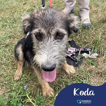 Koda, a 6 months old male Lurcher X Terrier available for adoption from PawPrints To Freedom in the UK