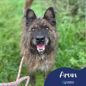 Arun, a 12 years old male Unknown available for adoption from PawPrints To Freedom in Cheshire