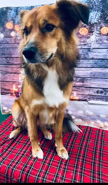 Bear, a 7 years old male Labrador available for adoption from PawPrints To Freedom in Cheshire