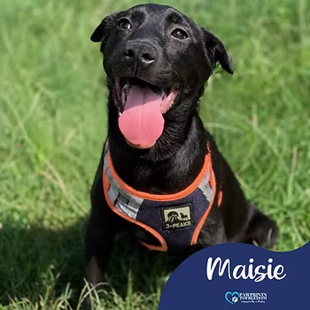 Maisie, a 8 months old female Labrador available for adoption from PawPrints To Freedom in the UK
