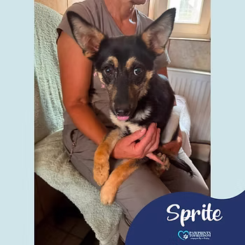 Sprite, a 7 months old female Podenco available for adoption from PawPrints To Freedom in the UK
