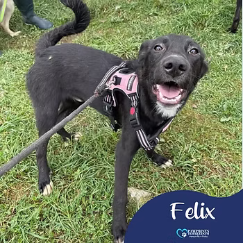 Felix, a 7 months old male Labrador available for adoption from PawPrints To Freedom in the UK