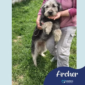 Archer, a 1 year old female Unknown available for adoption from PawPrints To Freedom in Romania