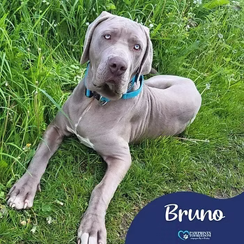 Bruno, a 3 years old male Weimaraner X Mastiff available for adoption from PawPrints To Freedom in Surrey