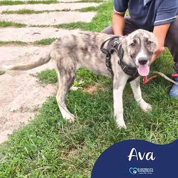 Ava, a 5 months old female Unknown available for adoption from PawPrints To Freedom in Romania