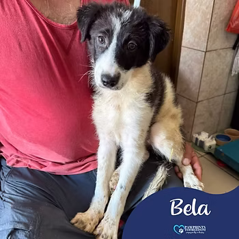 Bela, a 6 months old female Unknown available for adoption from PawPrints To Freedom in Romania