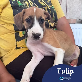 Tulip, a 5 months old female Boxer available for adoption from PawPrints To Freedom in the UK