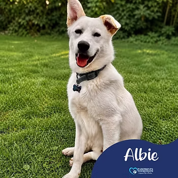Albie, a 1 year old male Unknown available for adoption from PawPrints To Freedom in Kent
