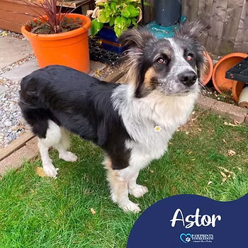 Astor, a 1 year old female Collie available for adoption from PawPrints To Freedom in Surrey