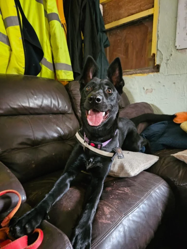 Mulan, a 10 months old female Belgian Malinois X available for adoption from Paws Help in Staffordshire
