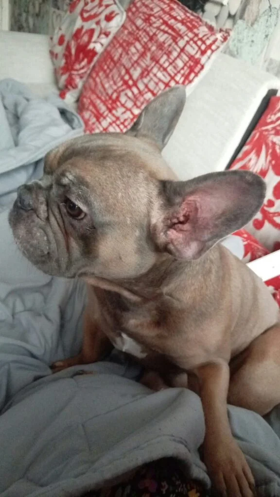 Rocky, a 4 years old male French Bulldog available for adoption from Paws Help in Staffordshire