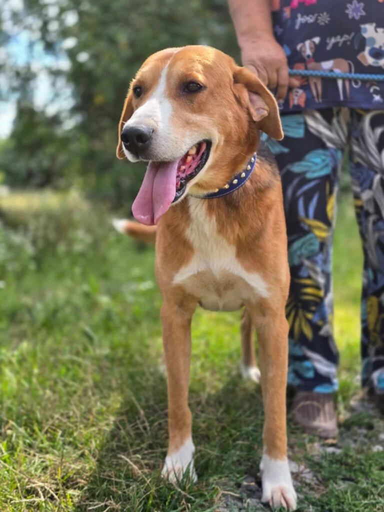 Ace, a 4 years old male Unknown available for adoption from Paws Help in Staffordshire