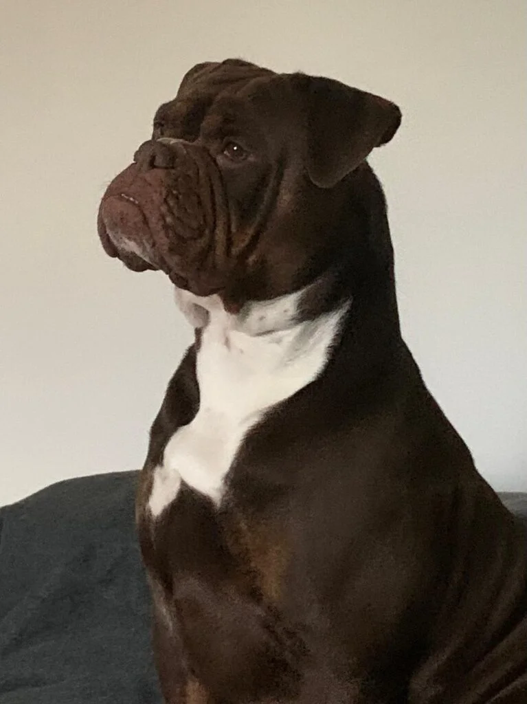 Kinder, a 8 years old female Bulldog available for adoption from Paws Help in Staffordshire