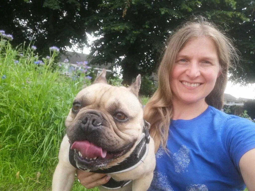 Bear, a 4 years old male French Bulldog available for adoption from Paws Help in Staffordshire