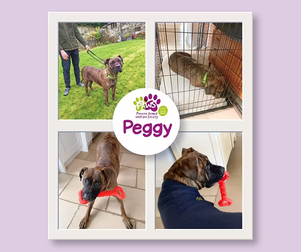 Peggy, a 3 years old female Mastiff available for adoption from Pennine Animal Welfare in Greater Manchester