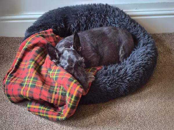 Flora, a 9 years old unknown Scottish Terrier available for adoption from Pennine Animal Welfare in Greater Manchester