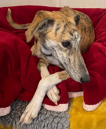 Olive, a Unknown old female Lurcher available for adoption from RATS Animal Rescue in Hertfordshire