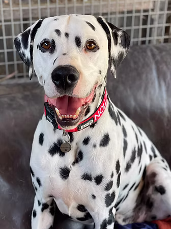 Marshall, a 5 years old male Dalmatian available for adoption from RATS Animal Rescue in Hertfordshire