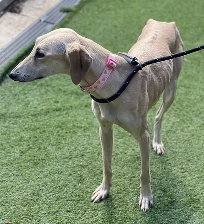 Freda, a 1 year old female Lurcher available for adoption from RATS Animal Rescue in Hertfordshire