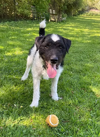 Paddy, a 3 years old male Parson Russell Terrier available for adoption from RATS Animal Rescue in Hertfordshire