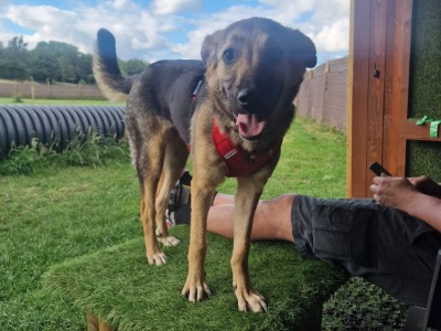 Alexa, a 1 year old female Crossbreed available for adoption from Rescuing European Animals in Need in Cheshire