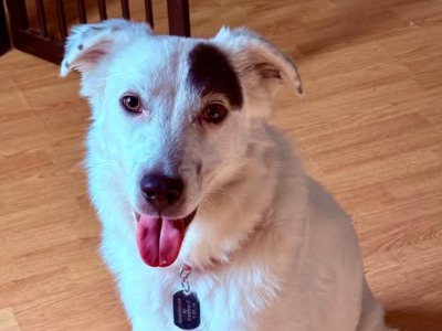 Albie, a 1 year old male Crossbreed available for adoption from Romanian Rescue Appeal in Hampshire