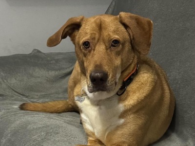 Chester, a 4 years old male Crossbreed available for adoption from Romanian Rescue Appeal in Northamptonshire