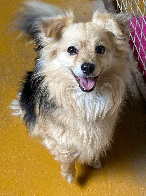 Oscar Pomchi, a 11 years old male Pomeranian X Chihuahua available for adoption from Rotherham Dog Rescue in South Yorkshire
