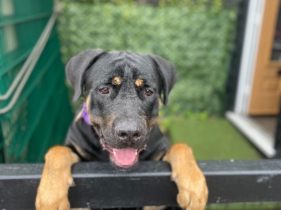 Roman, a 1 year old male Rottweiler available for adoption from Rottweilers In Need in Essex