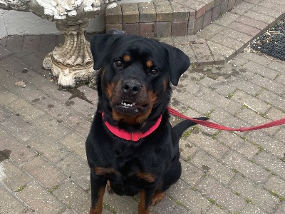 Nerys, a 3 years old female Rottweiler available for adoption from Rottweilers In Need in Essex